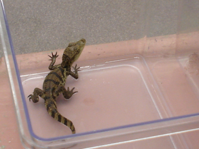 vystavka_reptilii_2811_200629_14.JPG