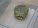 vystavka_reptilii_2811_200629_56_jpg.JPG